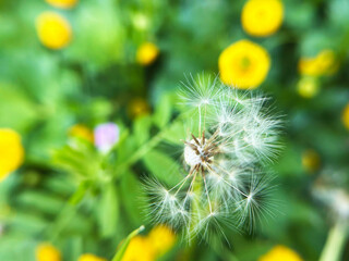 飛び立ちそうなタンポポの綿毛