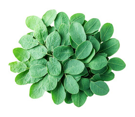 green leaves plant top view on white background.