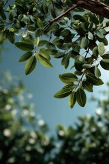 Obraz premium Serene Branch: Lush Green Leaves Against a Tranquil Blue Sky