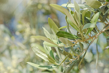 Closeup of olive tree branches with spring green leaves at sunlight. Organic texture and pastel tones of foliage, in soft bokeh blue sky background. Natural plant, nature botanical photo, copyspace
