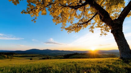 Fototapeta premium A stunning sunset casts golden light across lush, green fields and distant hills. A solitary tree stands tall, its leaves glowing, creating a peaceful atmosphere in the countryside