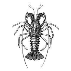 A detailed illustration of a spiny lobster. Vector graphic. Line art, engrave.