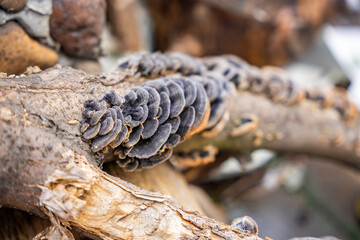 Cluster of Turkey Tail mushrooms growing on a decaying log. Concept of forest ecosystem, biodiversity, and natural decomposition process.
