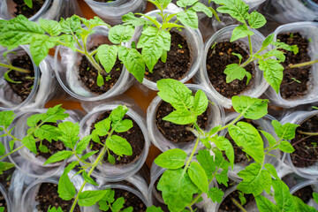 Small seedling pots with young sprouts on a windowsill. Concept of home gardening and vegetable planting preparation.