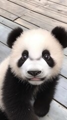 Obraz premium Adorable Baby Panda Portrait Close Up Cute Face on Wooden Decking Gentle Expression Candid Shot