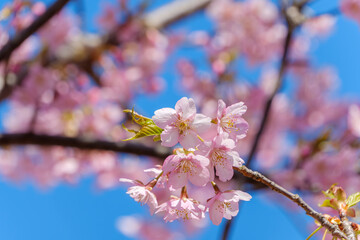 青空に映える河津桜のクローズアップ