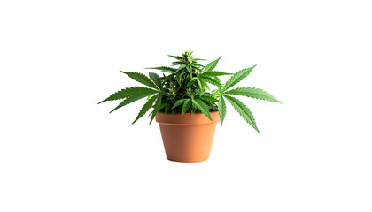 Fototapeta premium Green cannabis plant in pot on white background 