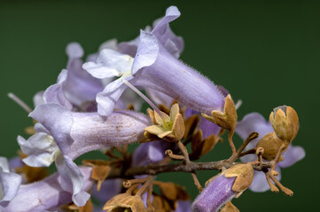 Elegant Light Purple Paulownia Flowers Blooming in Spring