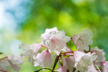 淡いピンクの石楠花クローズアップ