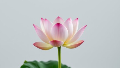 Fototapeta premium Lotus flower blooming in tranquil setting nature photography minimalist aesthetic close-up view
