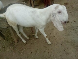 Obraz premium two white horses