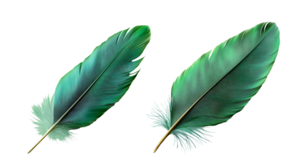 green feather isolated on white