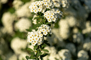 Beautiful ornamental shrub Spiraea cantonense Lanceolata, small white flowers