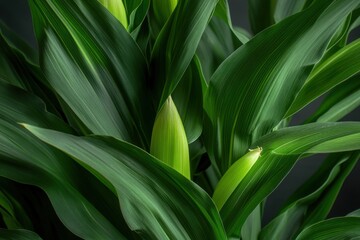 Obraz premium Close-up of Lush Green Corn Plant Leaves, Studio Shot, Minimalist Style, Showing Texture and Detail, Dark Background