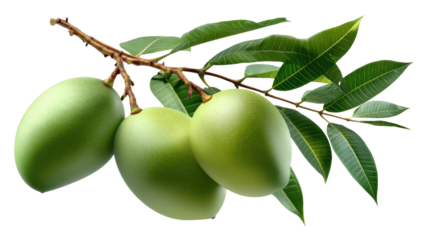 Unripe Mangoes on Branch: A vivid capture of three fresh, green mangoes hanging from a branch adorned with verdant leaves, conveying a sense of natural abundance.