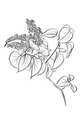 Lilac flower branch with leaves hand drawn vector