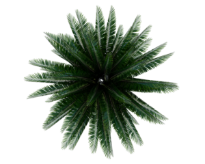 Isolated Sylvester Palm Tree perfect for small garden landscape. Top view plam tree