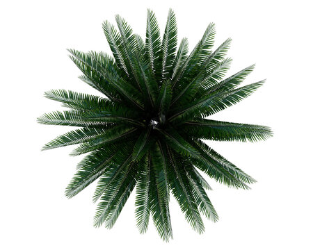 Isolated Sylvester Palm Tree perfect for small garden landscape. Top view plam tree