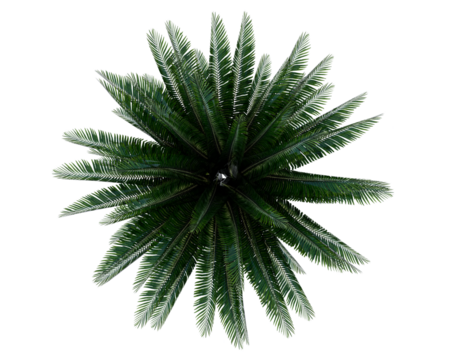 Isolated Sylvester Palm Tree perfect for small garden landscape. Top view plam tree