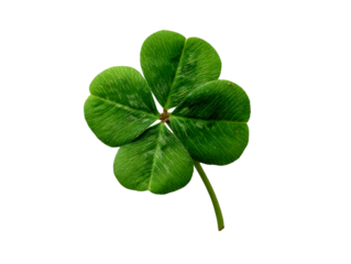 Detailed Vibrant Green Four Leaf Clover on Transparent Background, PNG