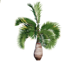 Isolated Bottle Palm Tree perfect for smaller spaced gardens