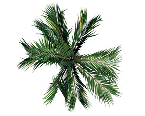Isolated Bottle Palm Tree perfect for smaller spaced gardens. Top view bottle palm tree