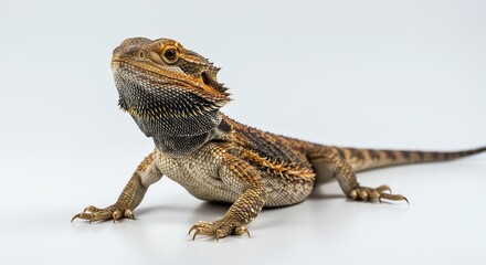 Bearded Dragon Lizard Portrait