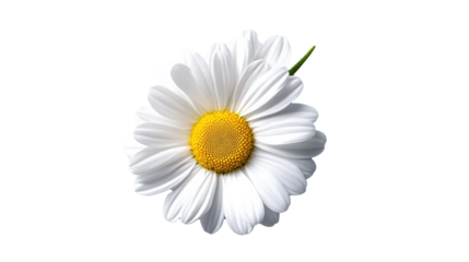 Single daisy flower with white petals and vibrant yellow center is displayed against plain background, showcasing its natural beauty and simplicity
