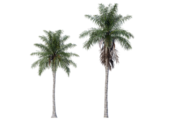 The Royal Palm is instantly recognizable by its tall, straight, and smooth gray trunk. Isolated royal palm