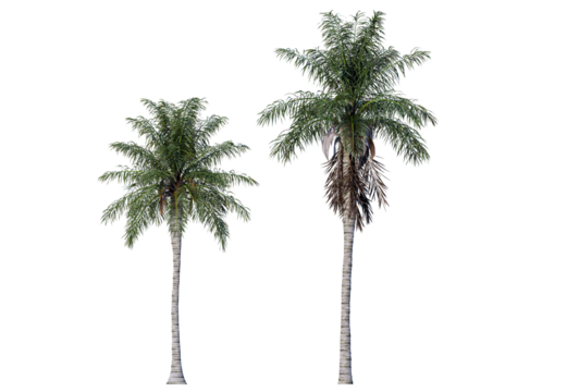 The Royal Palm is instantly recognizable by its tall, straight, and smooth gray trunk. Isolated royal palm