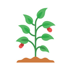 Young plant with leaves and fruits growing from soil