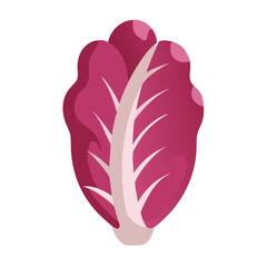 Isolated radicchio illustration on black background in flat style