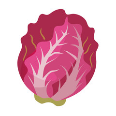 Isolated flat vector graphic of radicchio head on black background