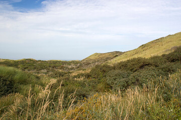 the dunes landscape in Haamstede, Zeeland in the Netherlands
