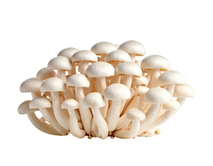 Fresh white mushroom cluster with multiple caps and stems growing together on transparent background