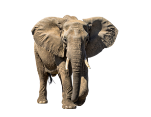 Majestic African elephant with tusks walking forward on transparent background, showcasing the power and grace of this endangered wildlife species perfect for conservation and nature content.