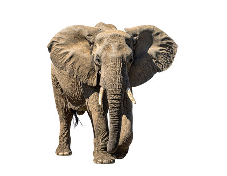 Majestic African elephant with tusks walking forward on transparent background, showcasing the power and grace of this endangered wildlife species perfect for conservation and nature content.