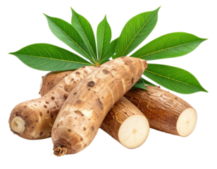 A collection of raw cassava roots, some whole and some cut, with fresh green leaves.