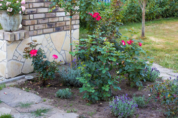 flowerbed in the garden - roses and lavender flowers