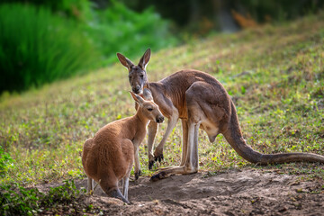 Two young kangaroos play and interact in lush grass during a sunny day in their natural habitat