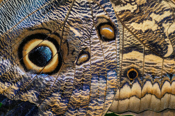 Bright vibrant macro view of tropical butterfly wings showcasing striking color patterns and details