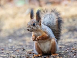 Squirrel in autumn hides nuts on the green grass with fallen yellow leaves