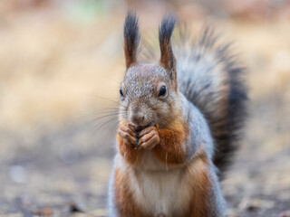 Obraz premium Squirrel in autumn hides nuts on the green grass with fallen yellow leaves