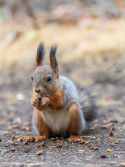 Squirrel in autumn hides nuts on the green grass with fallen yellow leaves