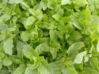 fresh mint leaves