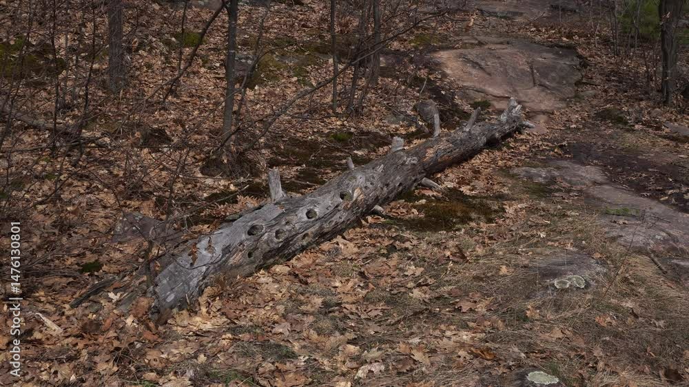 Poster a magnificent tree trunk on the ground with a really cool shape. around it, there are branches and l