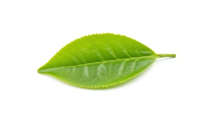 Fototapeta premium Green Leaf Isolated on White