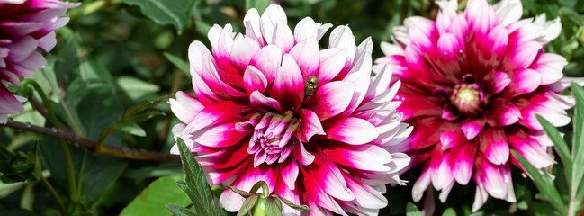 Bright Pink And White Dahlias in a Garden Setting