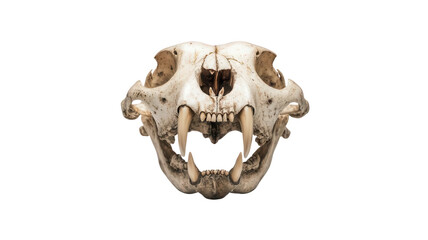 Detailed Lion Skull Isolated on White Background