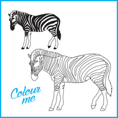 Zebra Coloring page , Coloring page for kids, Zebra vector illustration - A To Z colouring Pictures